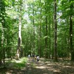 Forêt à côté du Herrenstein